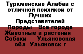 Туркменские Алабаи с отличной психикой от Лучших Представителей Породы - Все города Животные и растения » Собаки   . Ульяновская обл.,Ульяновск г.